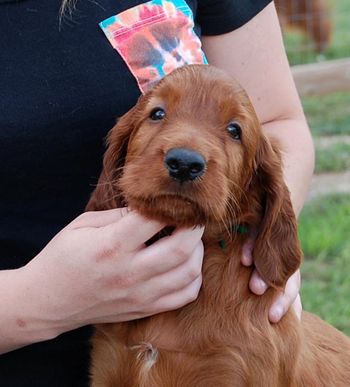 Green boy 5 1/2 weeks .
