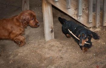 Baron was playing keep away with a stick. It was sooo funny to watch them as the puppies are still pretty clumsy when they run.
