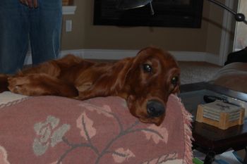 Blaise in her favorite position - sleeping on the back of the chair.
