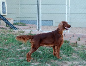 I just had to include this picture of Chica that I took tonight - she looked so good (even with her coat cut off!).
