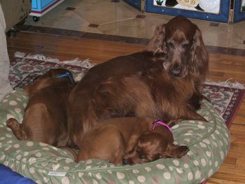 "Quinn" (left) and "McKenna" (right) Brown Boy & White Girl Sitting with their new uncle Reilly. Can't you just see Rielly wondering where his peace and quiet has gone!! lol Owners: Juli & Dave Murphy Denver, CO 12/24/09
