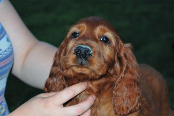 Green boy at 8 wks.
