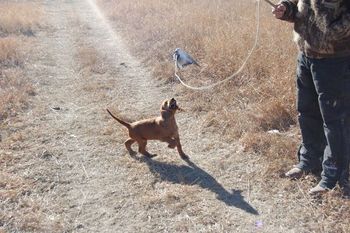 He put a pidgeon wing on a stick and used it to spark interest in the puppies.
