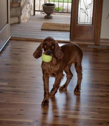 Already loving tennis balls!
