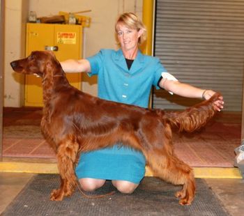 "Ares" Galewinns Tramore An Air of Grace Owners: Bethany & Jeff Beier Springfield, NE I went to Omaha this past weekend for a show and Bethany was gracious enough to let me show Ares. He did AWESOME!! He is really turning into a lovely boy. July 17th, 2010.
