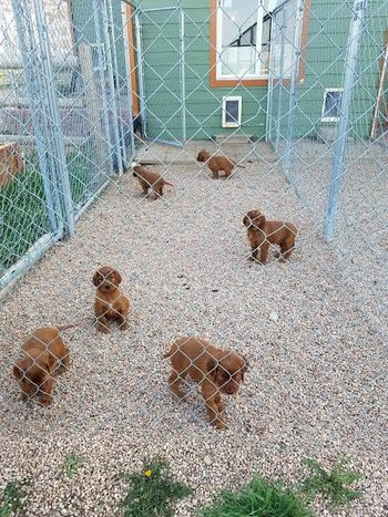 The puppies have figured out the doggy door and are doing a pretty good job of pottying outside.
