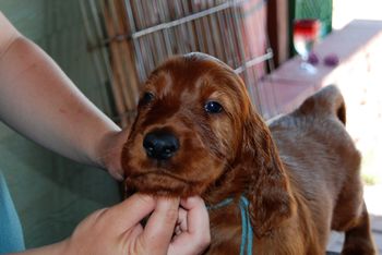 Blue boy at 6 weeks.
