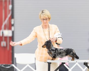 Gracie showing at the Dachshund National in March of 2023.
