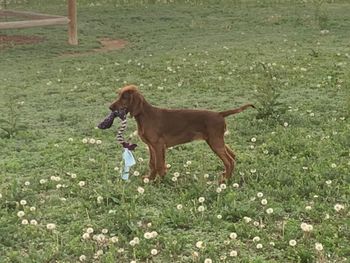 Simma in the yard at 4 months old.  Just like her daddy - she loves her stuffies!
