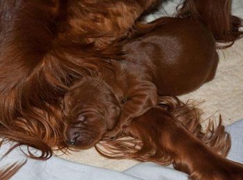 Puppies at 5 days old - just look at that full belly!!
