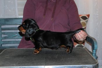 Green boy at 7 weeks old.
