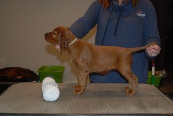 White girl at 7 weeks old.
