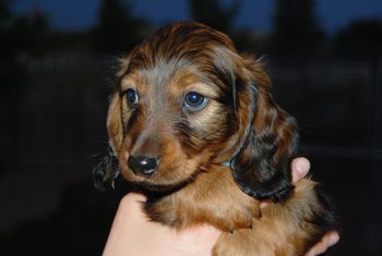 Blue boy at 7 weeks.
