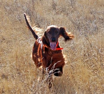 Bode in the field at training - Nov. 27th, 2010. What a great day we had!!
