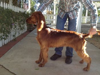 "Maiti" Galewinns Daddy's Little Princess Owners: Nanci & Chris Radcliff Temecula, California Maiti (the yellow girl) shown being stacked at 6 months old. Nov. 2012
