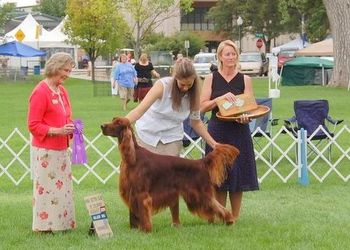 Crosby winning his THIRD major - this was a 5 pt major at the Irish Setter Club of Colorado Specialty. His dad (Bagger) went BOB which made it even more special!
