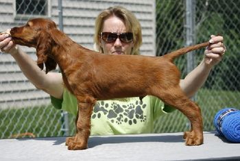 "Flynn" Blue Boy Huntersglen Galewinns ?? 8 weeks old Owner: Diane Kulesa Colorado
