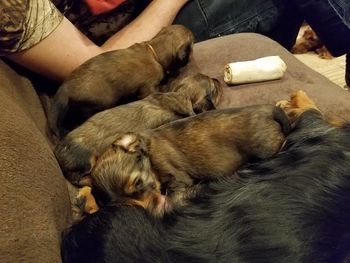 Puppies got to hang and with mom and I on the couch last night.
