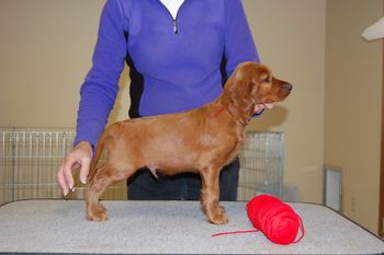 Red Boy - 7 weeks old.
