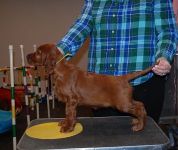 Yellow girl at 7 weeks.
