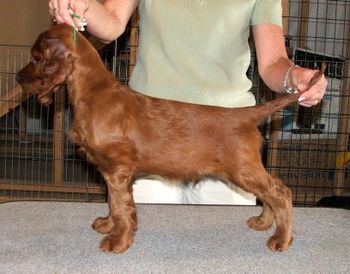 Green boy 8 wks old.
