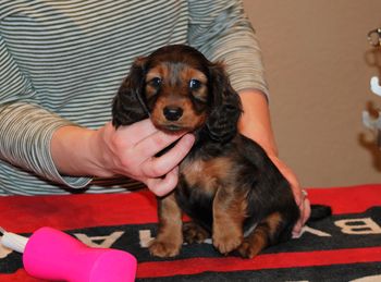 Mooch at a6.5 weeks old.
