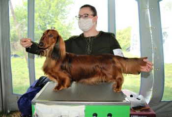 Digger showing at the dachshund National in Harrisburrg, PA.  May 2021
