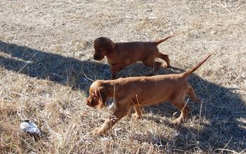 Two pups on point at the same time!
