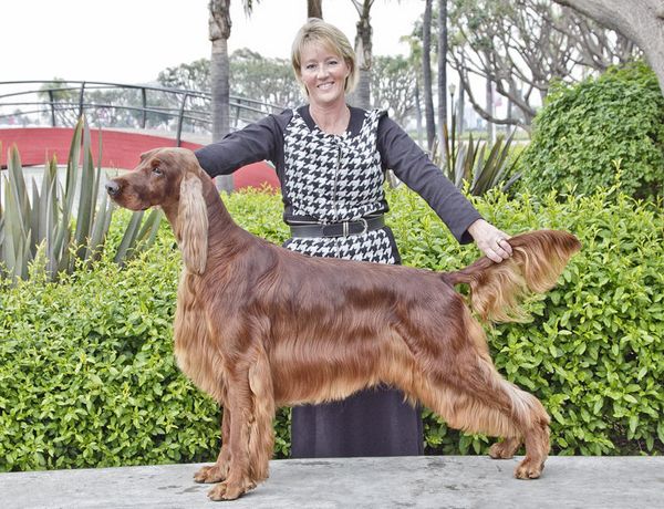 Irish setter hot sale show cut