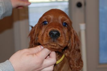 Yellow girl at 8 weeks old.
