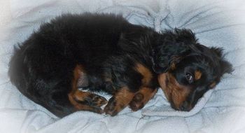 Beanie loves laying on Sandy's bathrobe - keeps her close to mom I guess!
