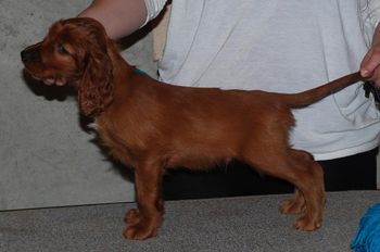 Teal boy at 7 wks old.
