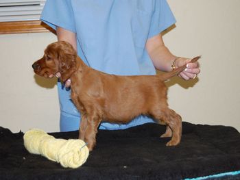 Yellow girl at 6 weeks.
