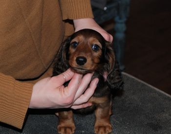 Mooch at 8.5 weeks old.
