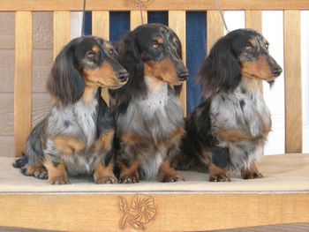 Baxter (middle), Sasha (right), & Revvie (left) - the 3 littermate champions!!
