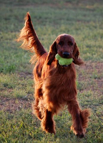 Bode running in the yard - he ALWAYS has a stuffie in his mouth!! 8/10
