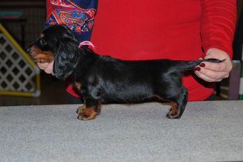 Pink girl at 7 weeks.
