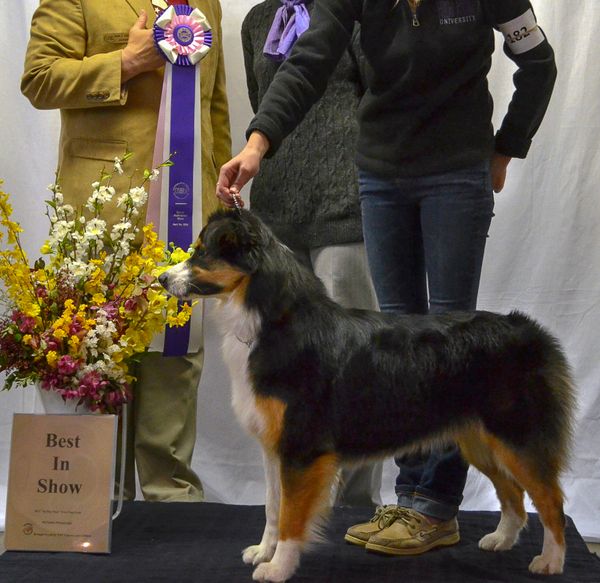 Daphne winning Best In Show at the Biglersville, PA UKC show on April 26, 2013, expectly handler by Demi Painter.