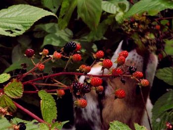 Just like his parents, Fritz loves his berries.
