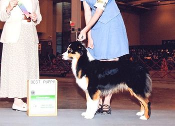 Laika goes BOBP at her 2nd AKC show ever.
