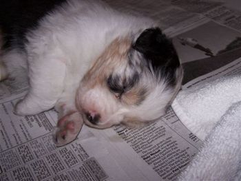 Sleepy Quinn at 4 weeks old
