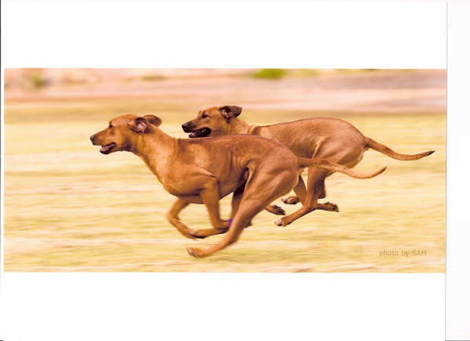 Shabani best sale rhodesian ridgebacks