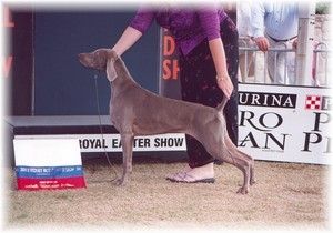 Aust Ch Greydove Indiana Affair Best of Breed Sydney Royal 2002 Multi Group Winner
