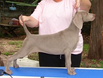 "Melody" @ 12 weeks - Greydove 'Ekahi Melody A.I. Sired by Am Ch Nani's Concert Master SH BROM. Owned by Daryle Oliveira & Greydove Kennels - USA
