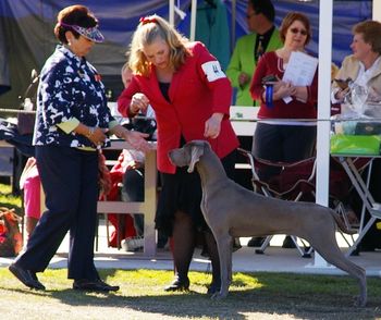 Aust Ch Greydove Brandy Coral Greywisdom Kennels
