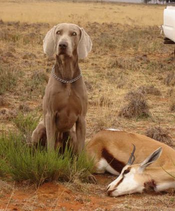 DUAL CH. INT CH. GREYDOVE DESERT STORM NSD, NRD, CDX, CGC
