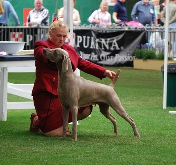 Sydney Royal 2008 Bitch CC & Runner Up Best of Breed
