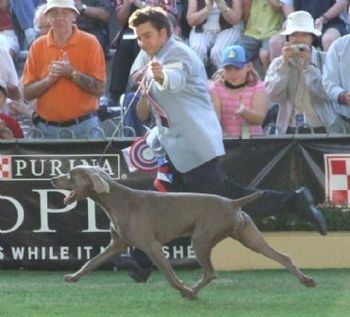 Aust Ch 'Ekahi Greydove Quicksilver Imp USA Best in Show winner s. Am Ch Nani Tsurutani Honor Bound JH d. Am Ch Greydove 'Ekahi Island Gal
