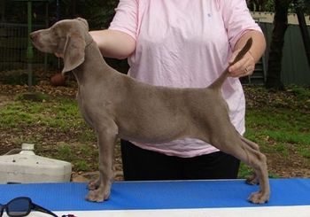 "Lottie" @ 12 weeks - Greydove Music Oth Nite A.I. Sired by Am Ch Nani's Concert Master SH BROM. Owned by Greydove Kennels.
