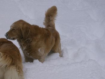 Joe playing in the snow!!!
